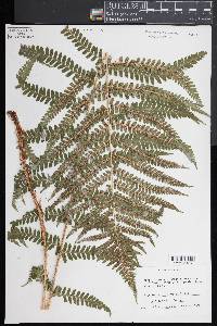 Dryopteris filix-mas image