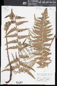 Dryopteris ludoviciana image