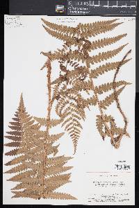 Dryopteris ludoviciana image