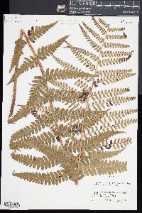 Dryopteris ludoviciana image