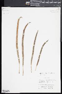 Campyloneurum angustifolium image