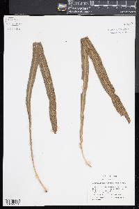 Campyloneurum costatum image