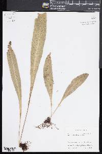 Campyloneurum costatum image
