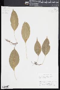 Campyloneurum sublucidum image