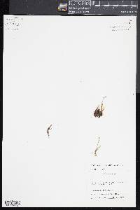Cochlidium serrulatum image