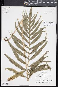 Leptochilus pothifolius image