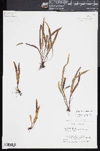 Grammitis hessii image