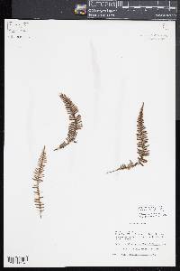 Melpomene pilosissima image