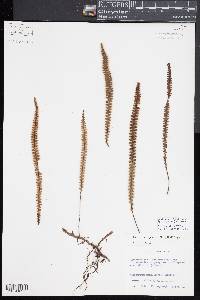 Ctenopteris flabelliformis image