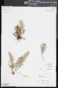 Lellingeria subsessilis image