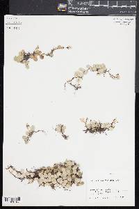 Lemmaphyllum microphyllum image