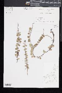 Lemmaphyllum microphyllum image