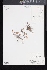 Lemmaphyllum microphyllum image