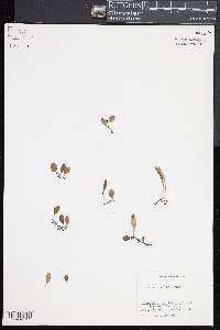 Lemmaphyllum microphyllum image