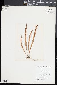 Lepisorus thunbergianus image