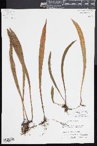 Loxogramme cuspidata image