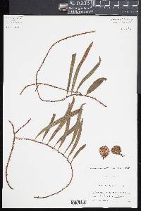 Microgramma brunei image