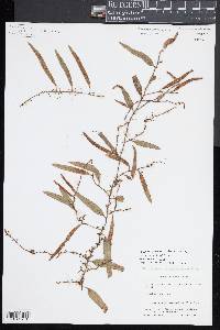 Microgramma dictyophylla image