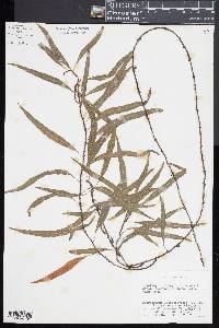 Microgramma lycopodioides image