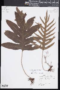 Zealandia pustulata subsp. pustulata image