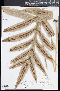 Phymatosorus membranifolius image