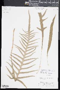 Lecanopteris scandens image