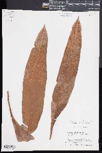 Niphidium crassifolium image