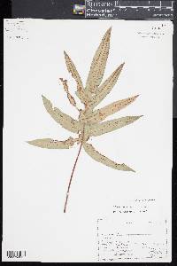 Phlebodium aureum image
