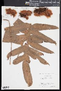 Phlebodium decumanum image