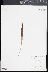 Pleopeltis macrocarpa image