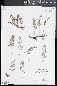 Pleopeltis polypodioides image