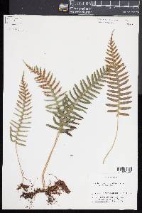 Polypodium appalachianum image