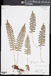 Polypodium appalachianum image