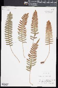 Polypodium appalachianum image