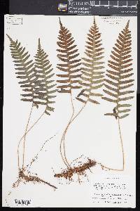 Polypodium appalachianum image