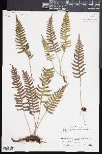 Polypodium appalachianum image
