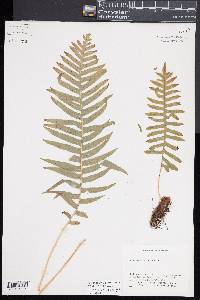 Polypodium cambricum image