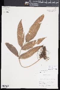 Niphidium crassifolium image