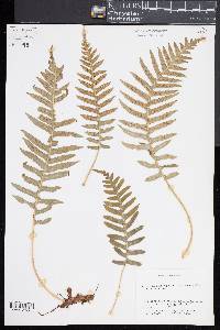 Polypodium glycyrrhiza image