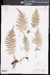 Polypodium glycyrrhiza image