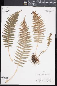 Polypodium glycyrrhiza image