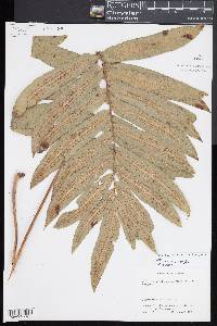 Serpocaulon triseriale image