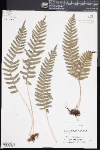 Polypodium vulgare image