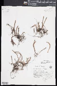 Pyrrosia linearifolia image
