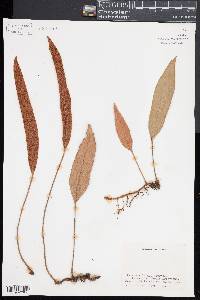 Pyrrosia lingua image
