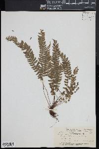 Asplenium macraei image