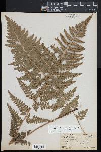 Dryopteris x dowellii image