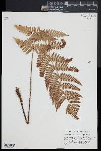 Dryopteris x dowellii image
