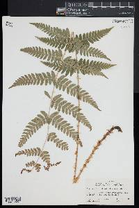 Dryopteris x dowellii image