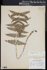 Dryopteris x dowellii image